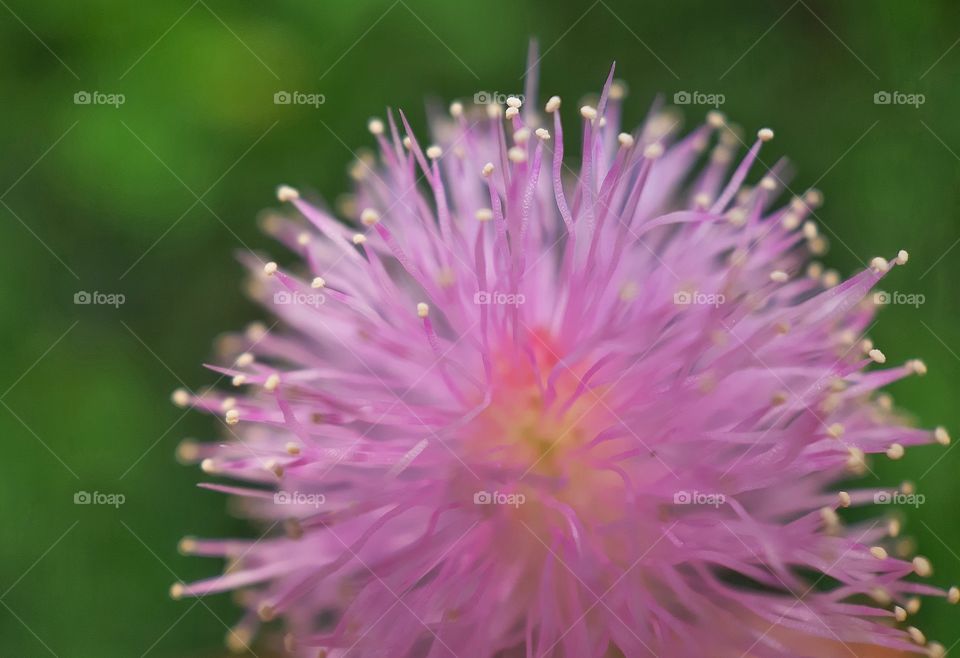 SENSITIVE PLANT FLOWER