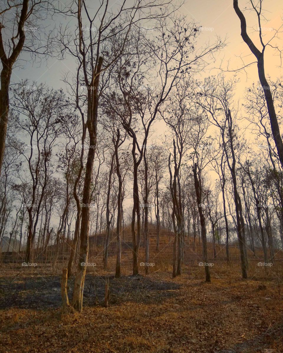 Our forest is dying...