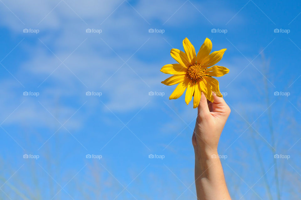 Yellow flower