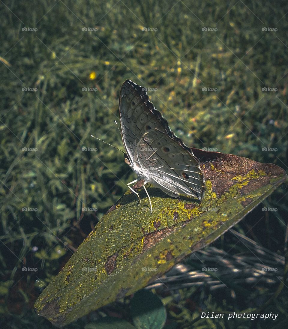 Butterfly sri lanka