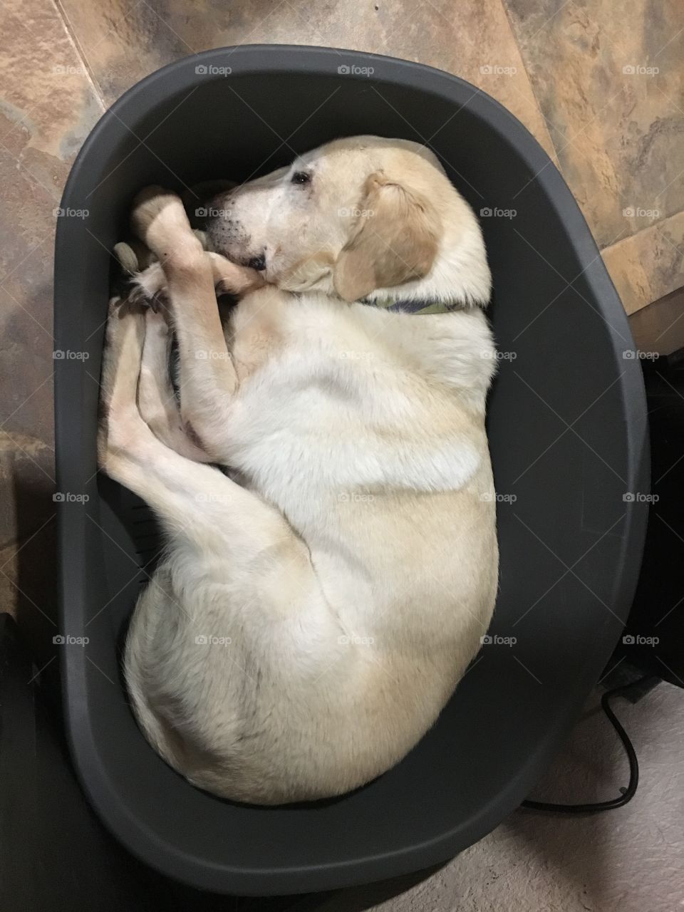 Labrador dormido