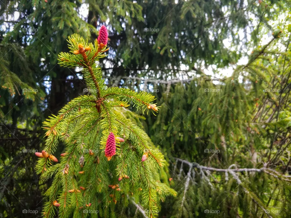 Nature photo