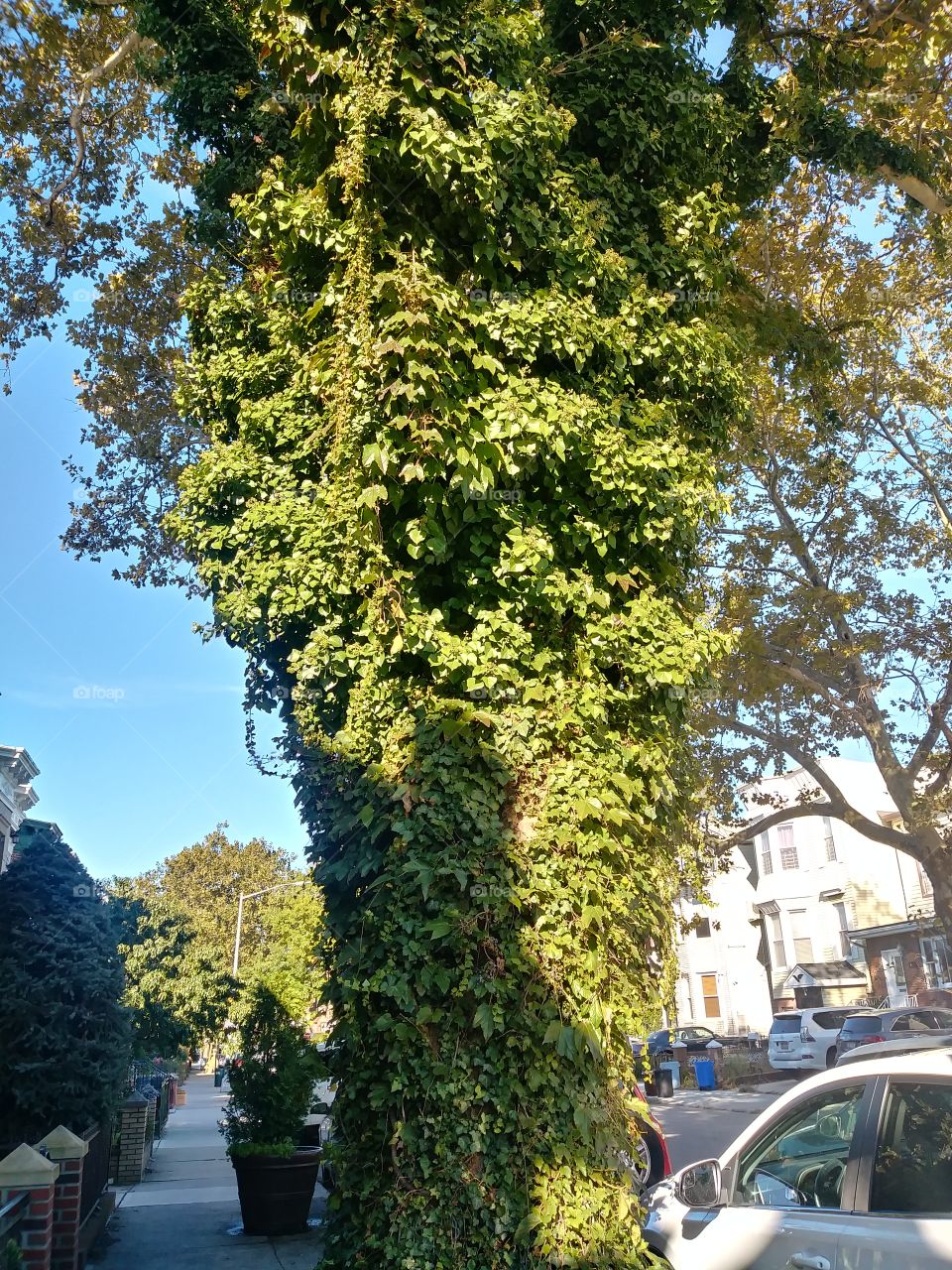 tree trunk with ivy day