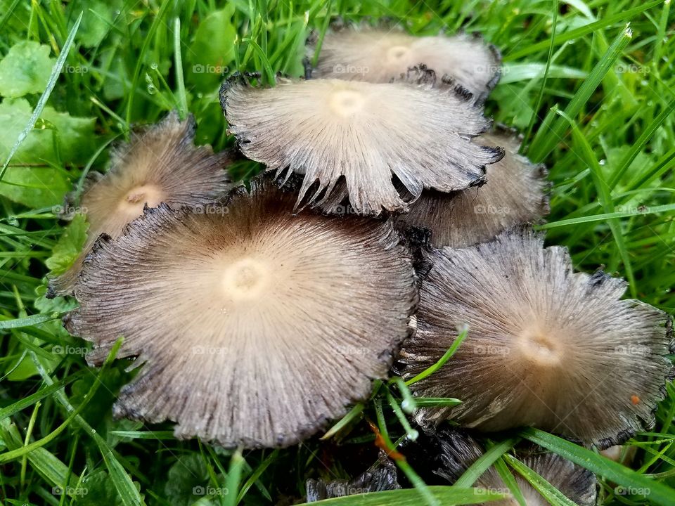 mushrooms in our yard
