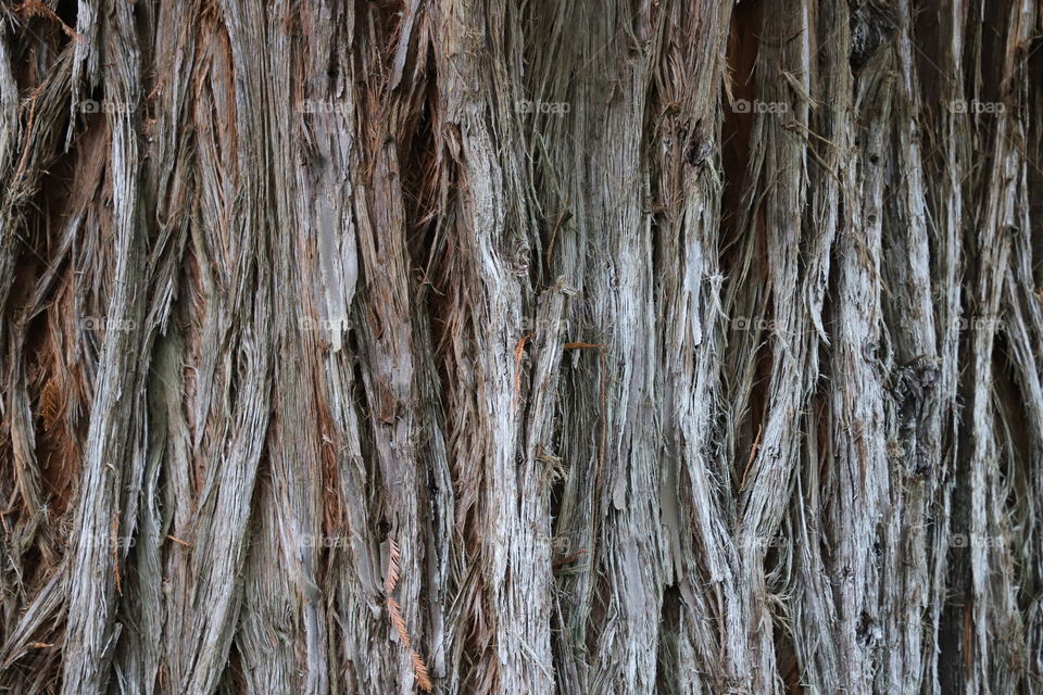 Bark of an old tree , rigid texture 