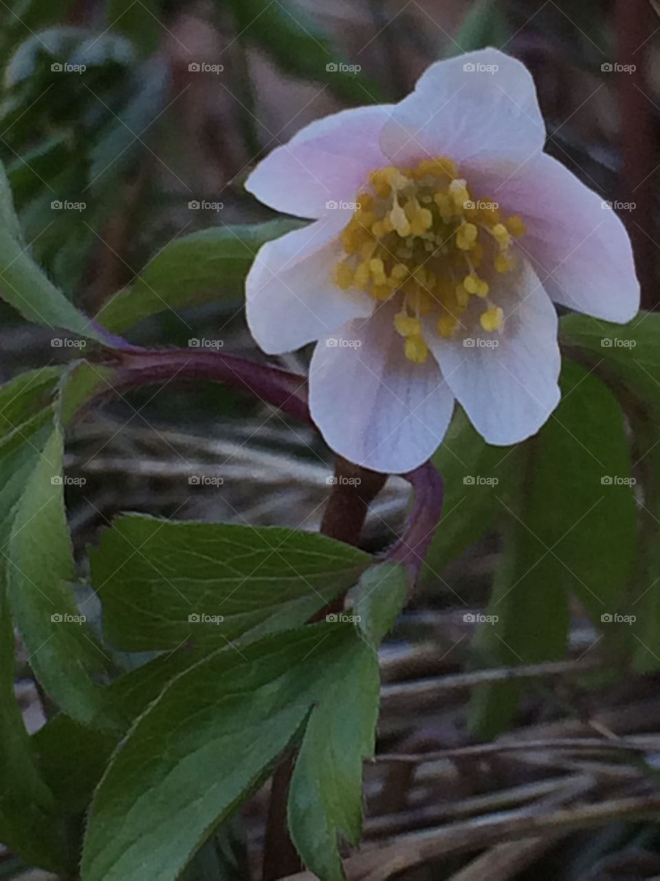 The spring is here again