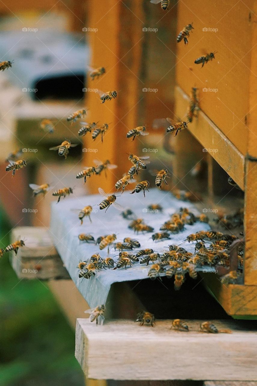 Bees making honey