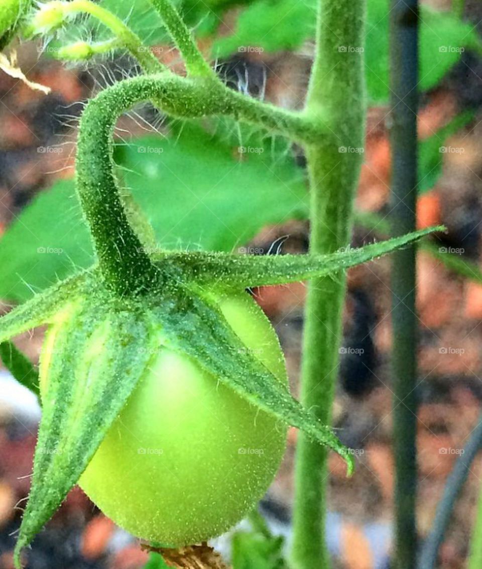 Tomato in first bloom