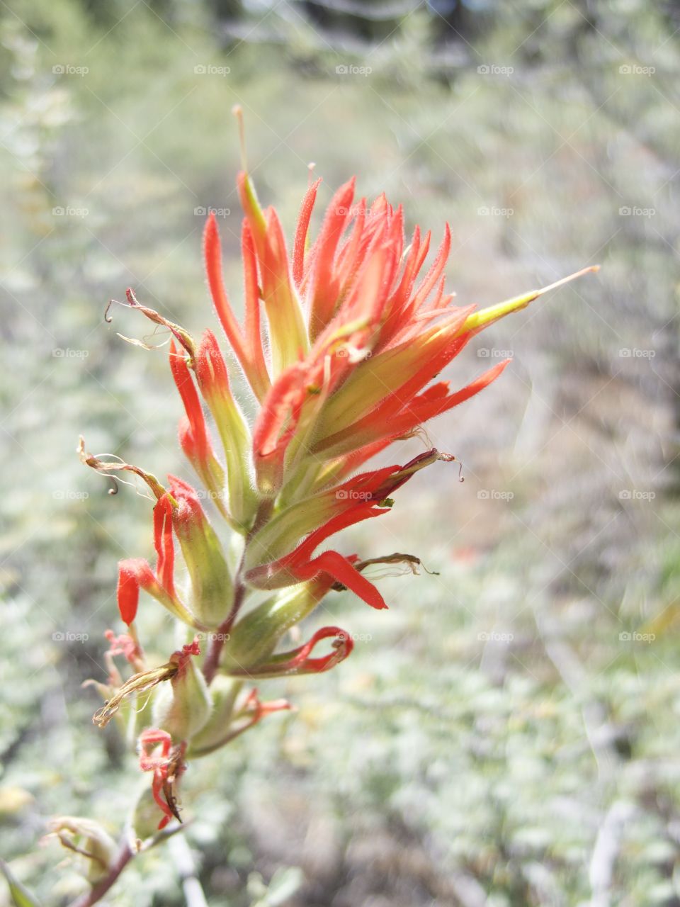 A detailed closeup of the bright red petals of wild Indian Paintbrush high in the mountains of Central Oregon on a sunny summer morning. 