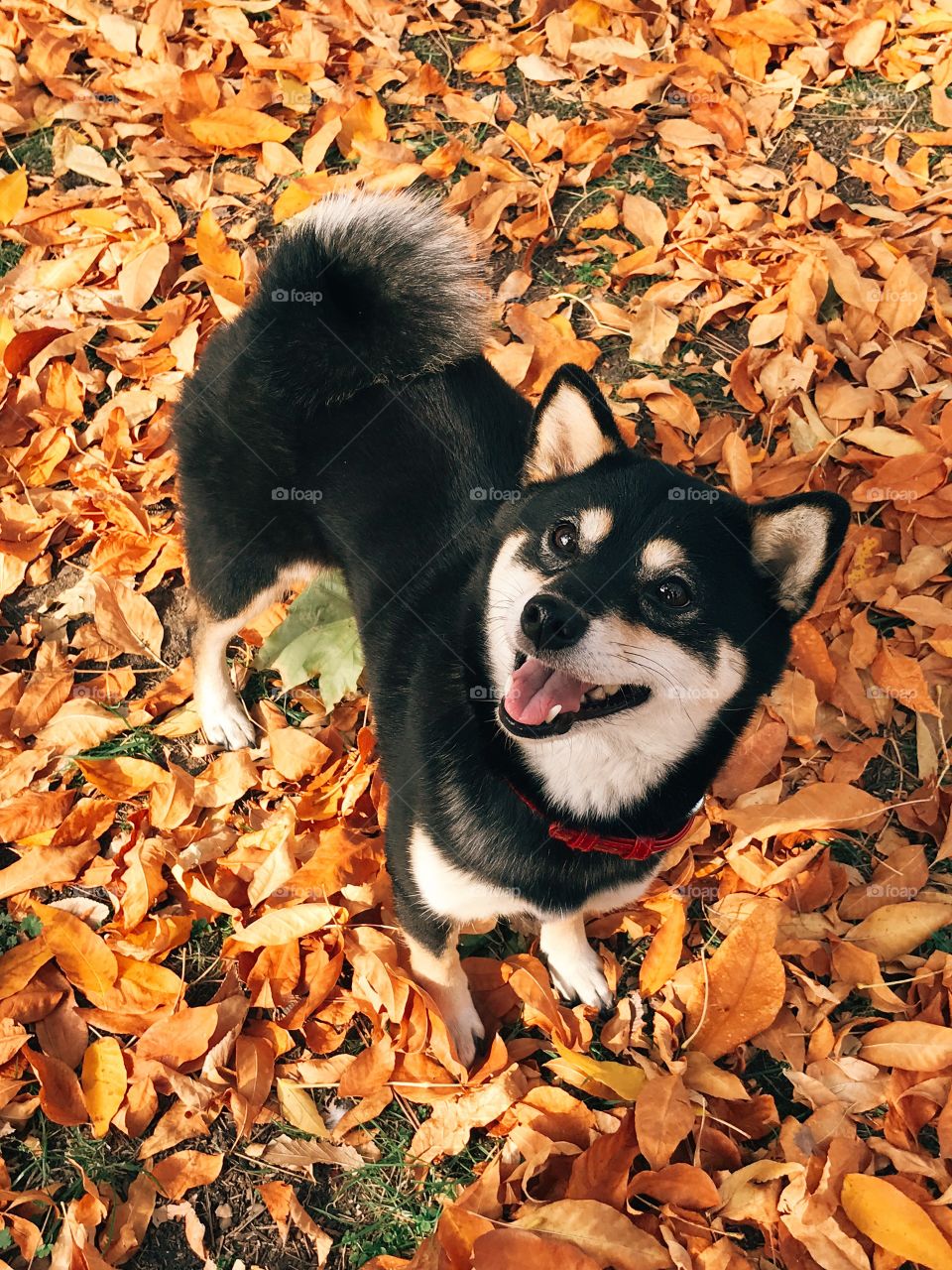 Cute dog with autumn leaves