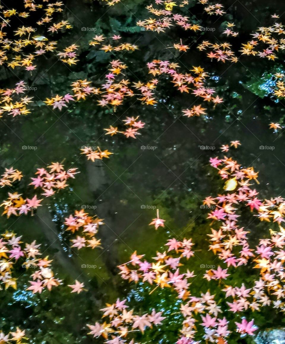 Maple leaves are on the pond, very beautiful and attractive.