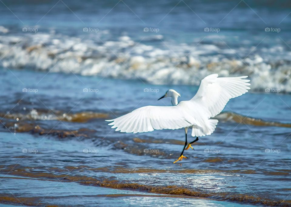 Vôo da garça em praia brasileira.