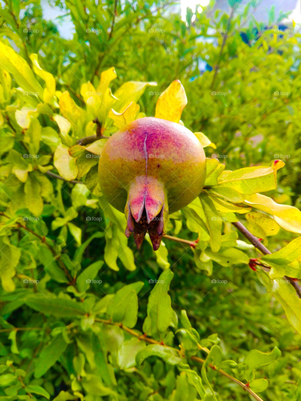 Punica granatum//pomegranate tree