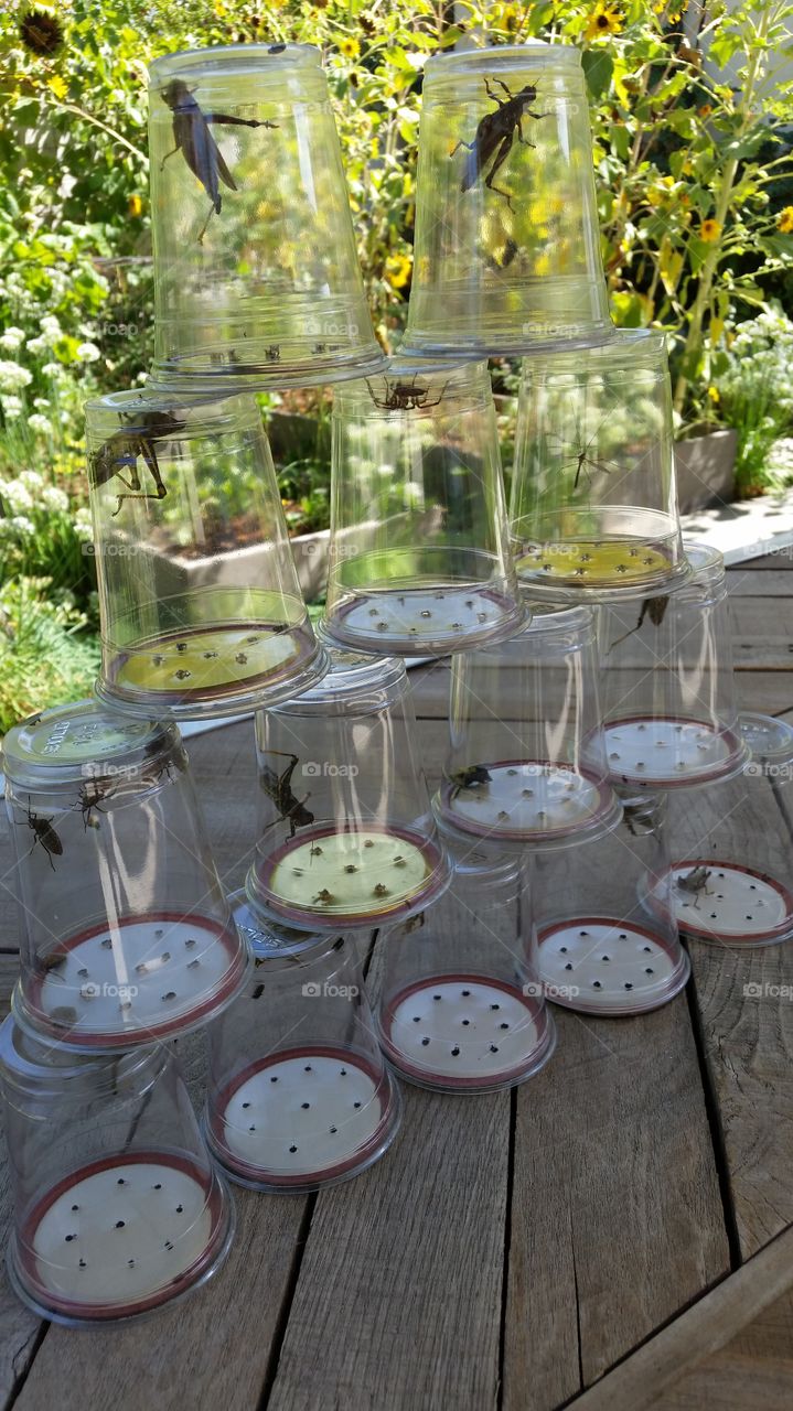 Arthropod Safari Yield