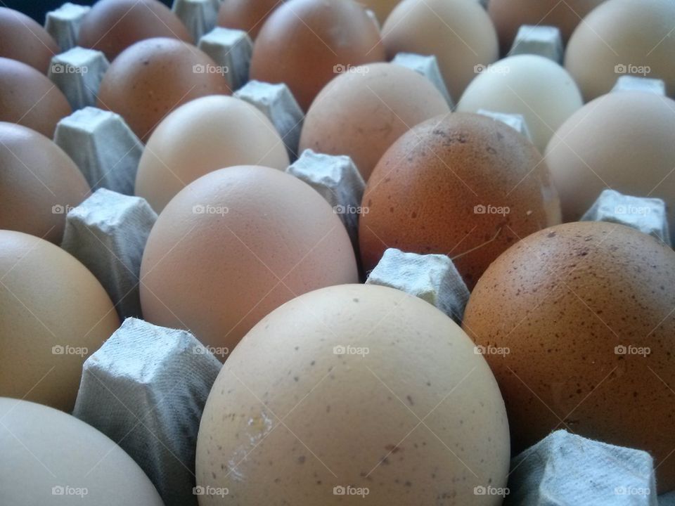 eggs