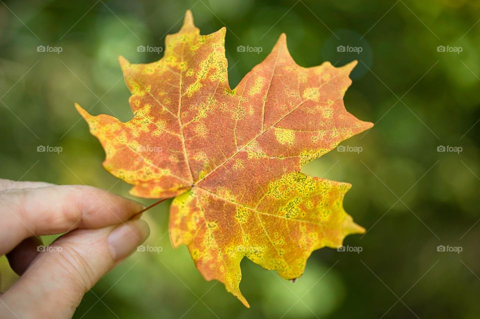 Yellow and orange fall leaf