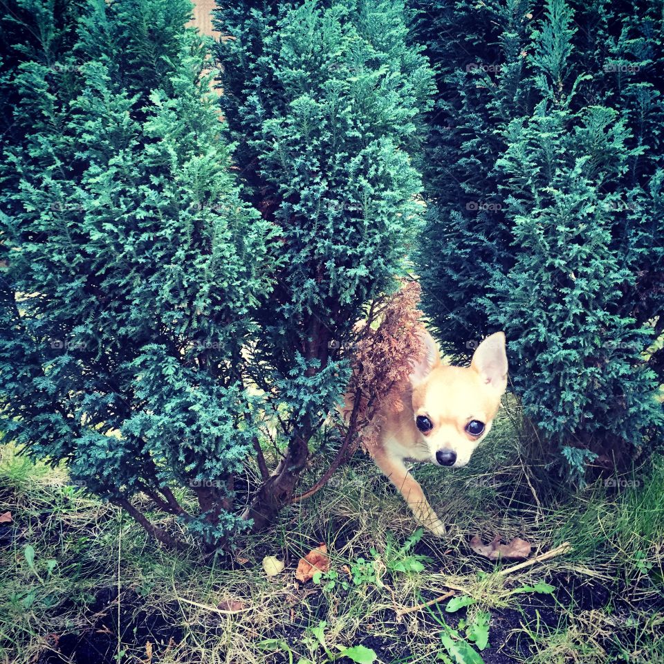 Chihuahua playing in plants