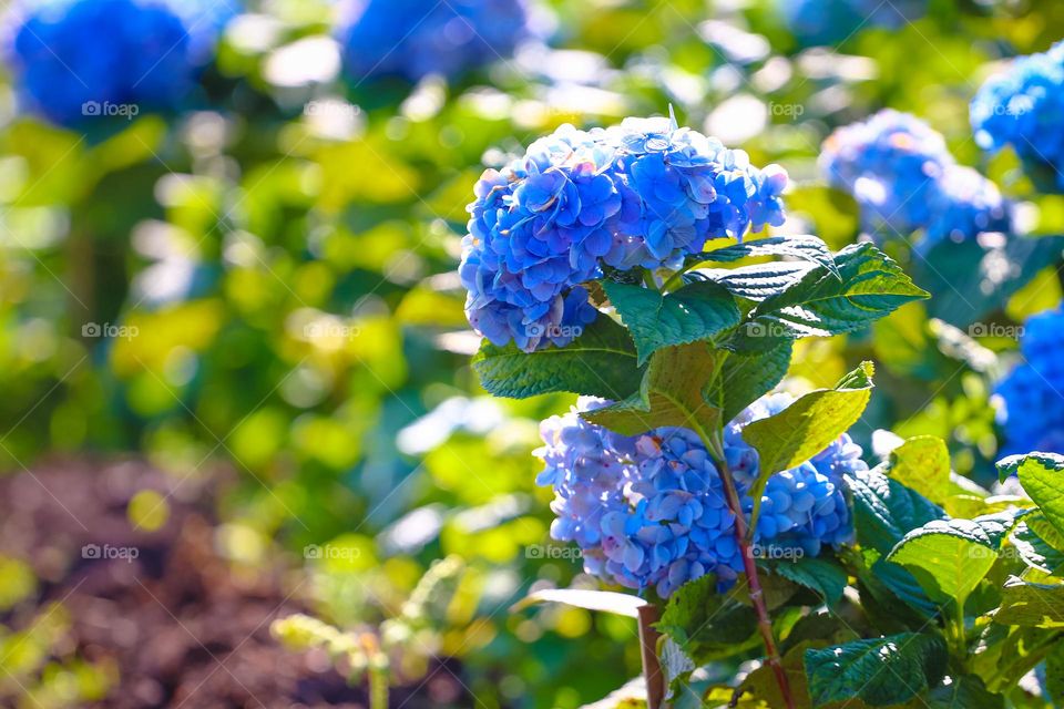 Hydrangea flower