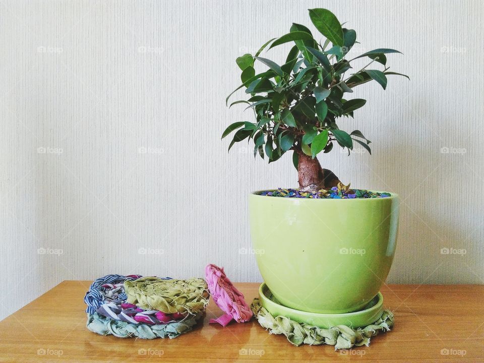 ficus flower and knitted mats