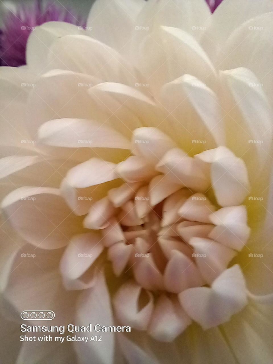 the wondrous dahlia