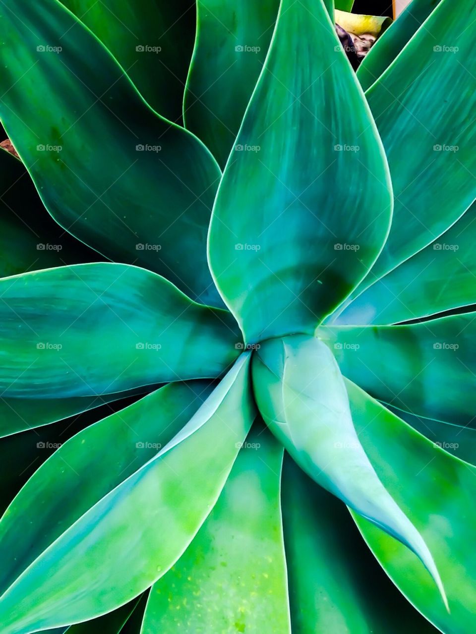 Agave close up