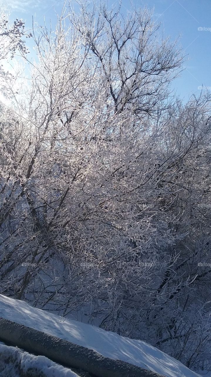 Frozen beauty