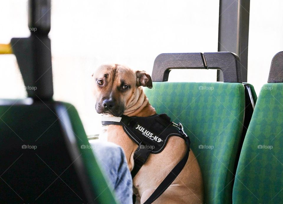 Beautiful dog on the bus