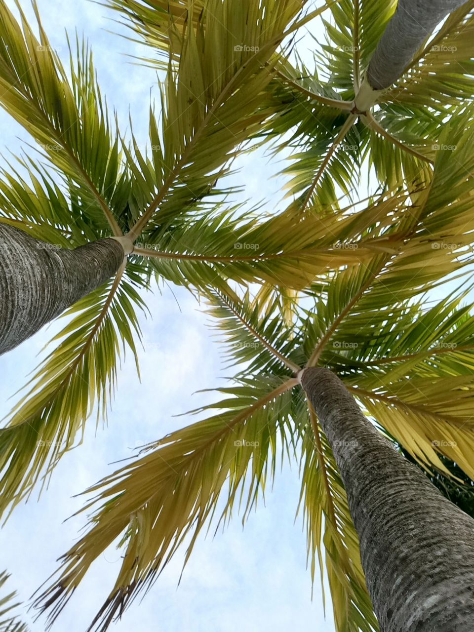 palm
tree
tall
nature