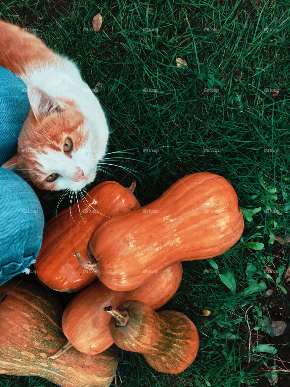 Red cat and pumpkins 