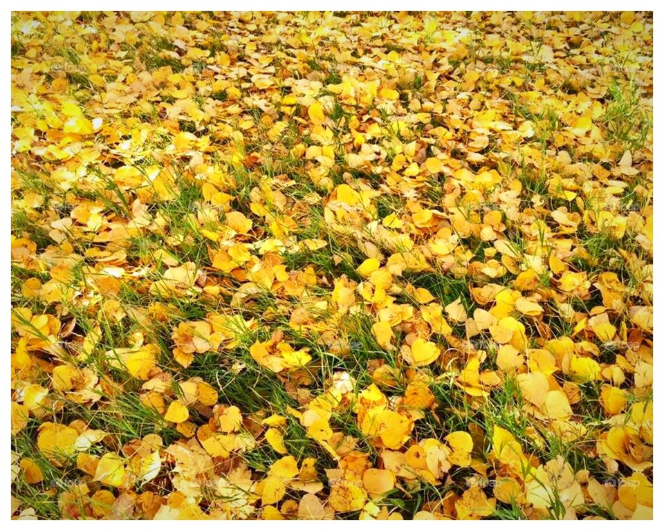 Fallen leaves