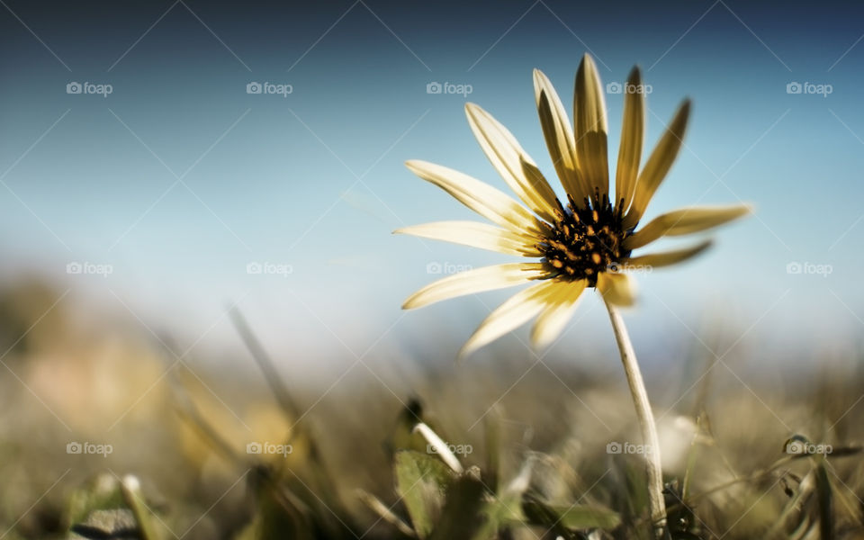 Flower sun