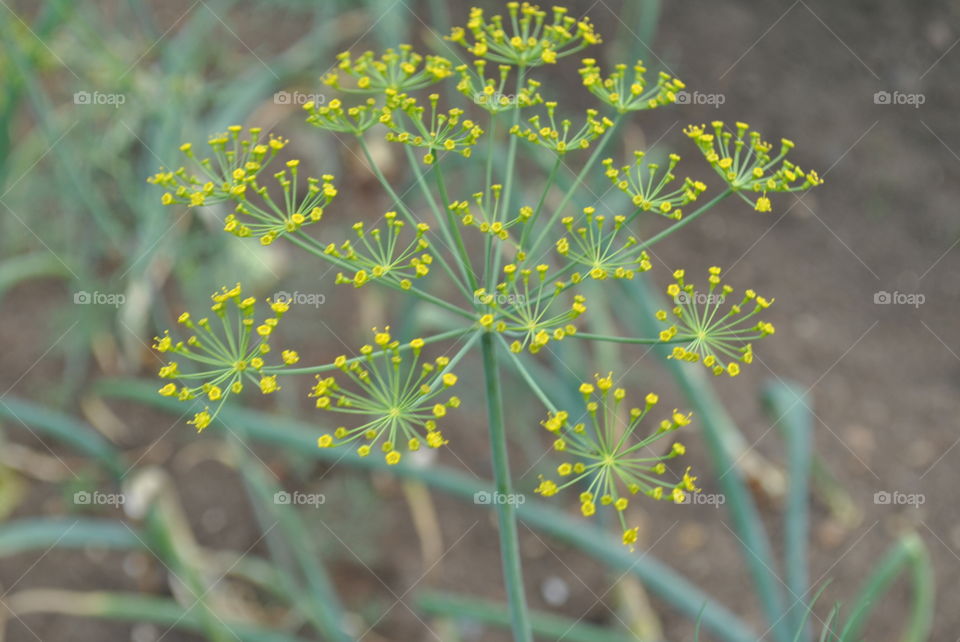 Fennel umbrella