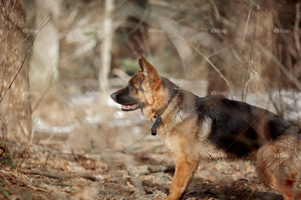 German shepherd 7-th months old puppy in a spring forest at sunny day