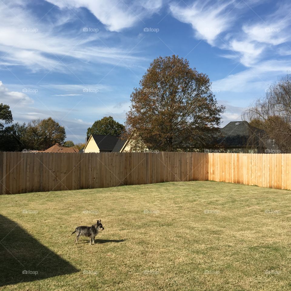 Dog in a yard 