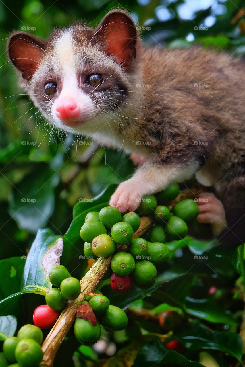 civet looking for coffee