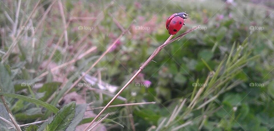 Lady bug climb