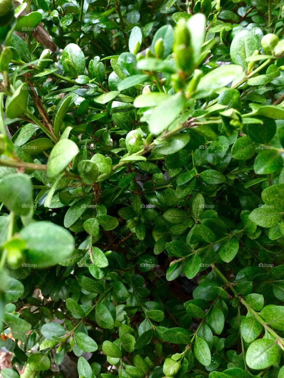 Shrub leaves 