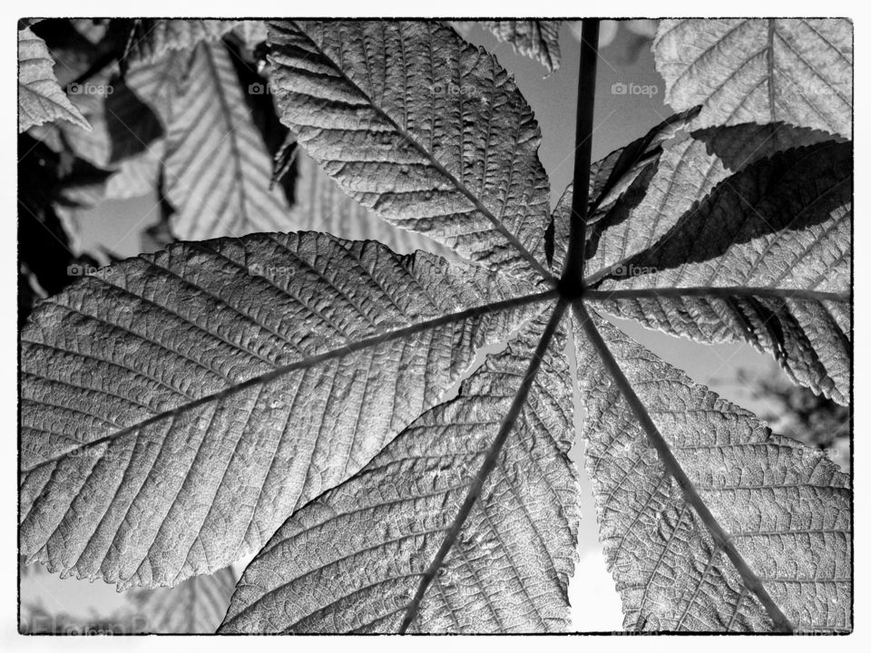 Backlit leaf . Black and white image of a leaf against the sun 