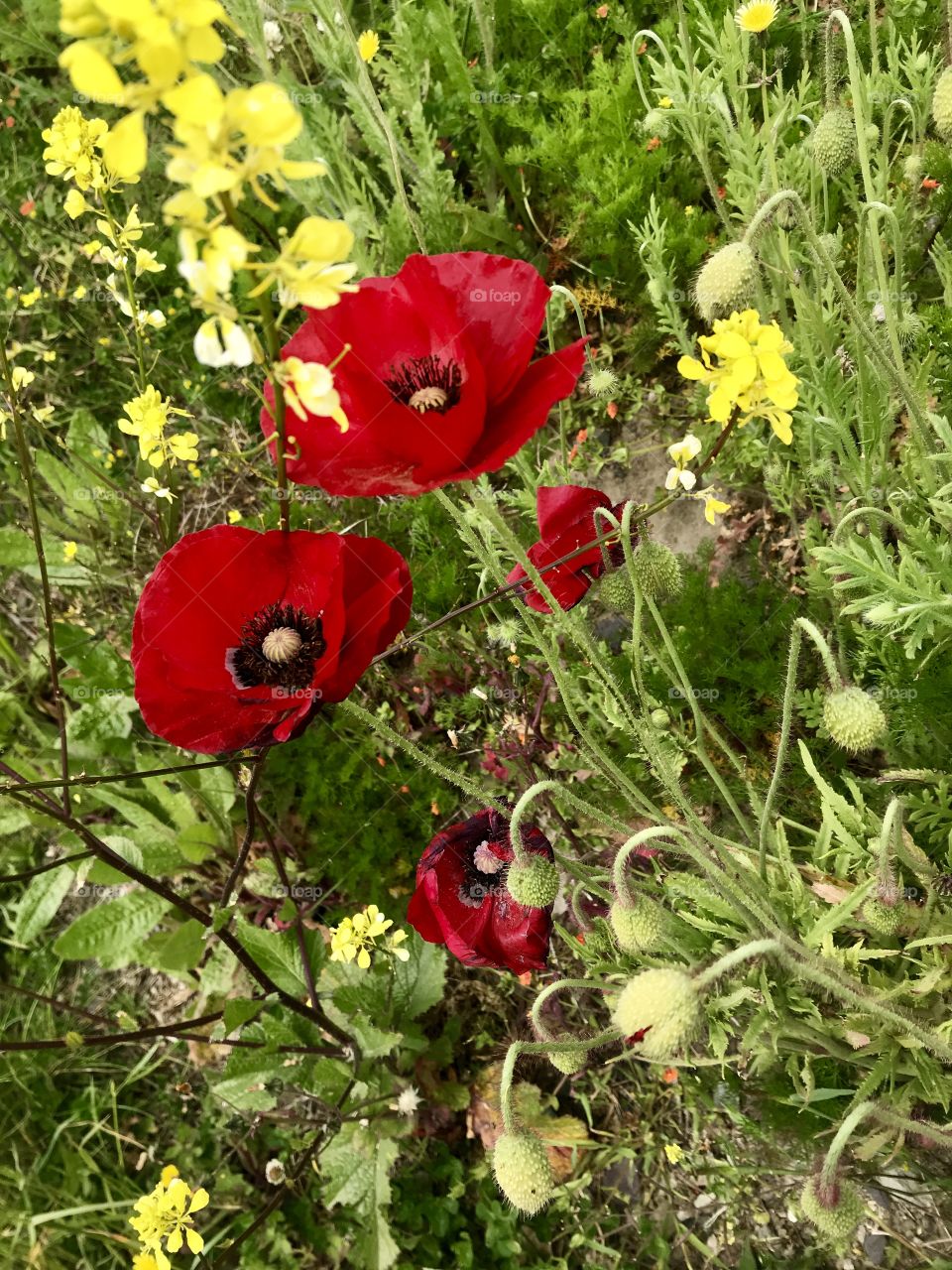 Wild poppies are my favourite part of home.