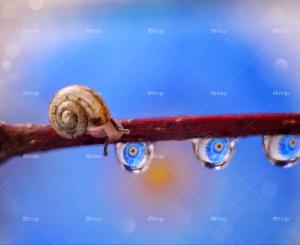 Snail with drops with reflection of a flower