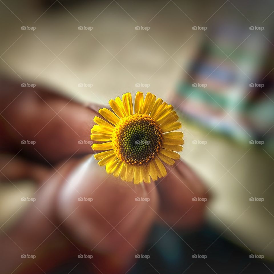 Take your favourite flower snap