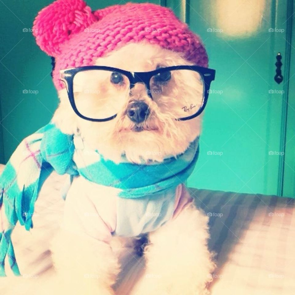 Dog with glasses