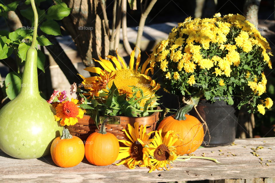 Flowers, Pumpkins & Gourd Fall Display