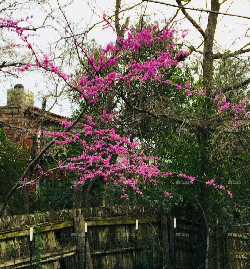 Spring - Redbud tree in bloom