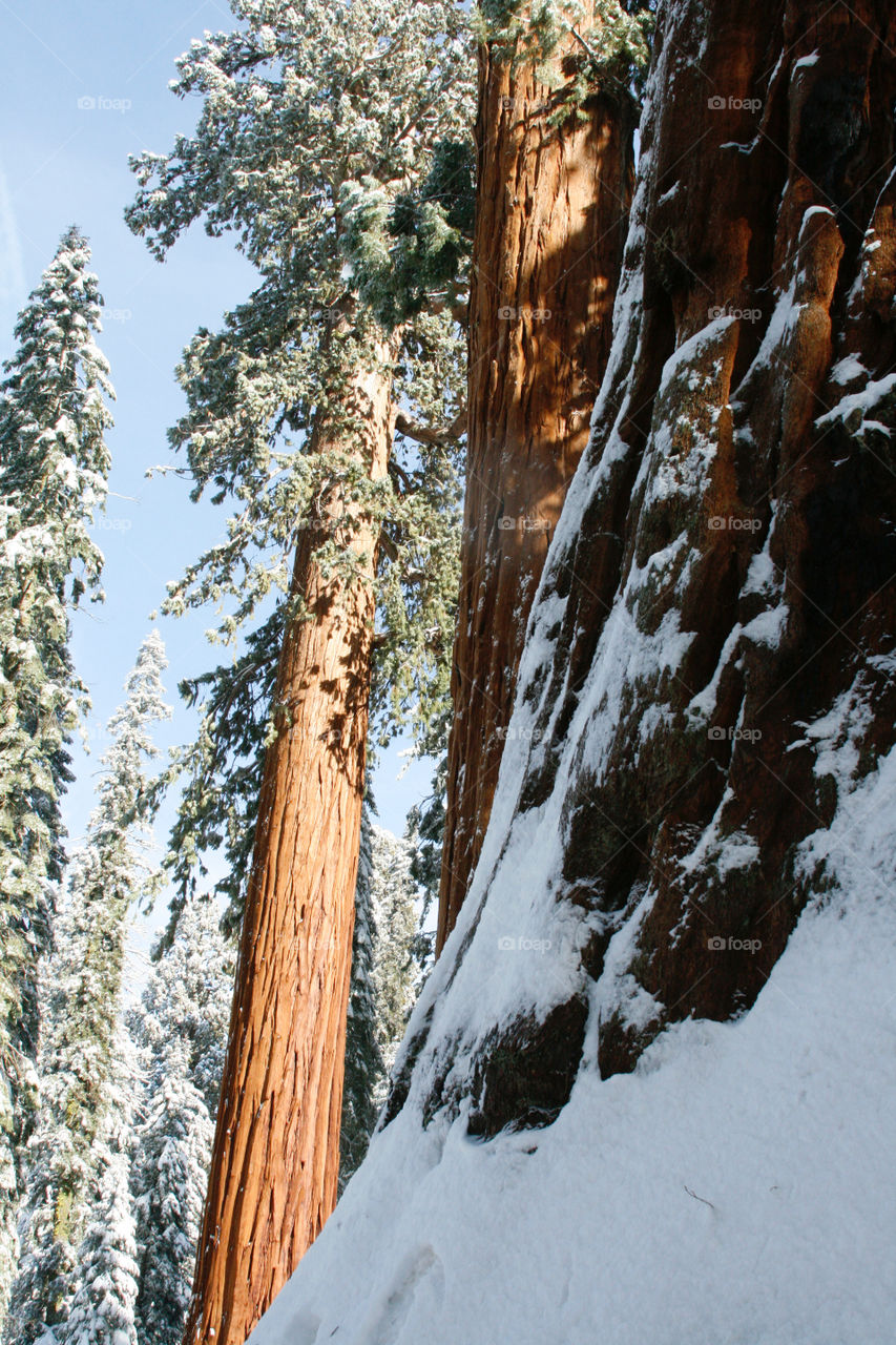 Winter sequoia park 