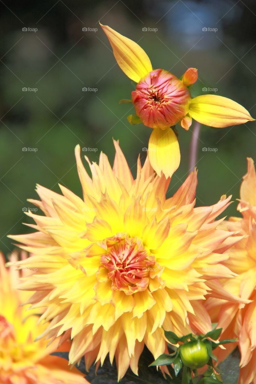 Dahlias