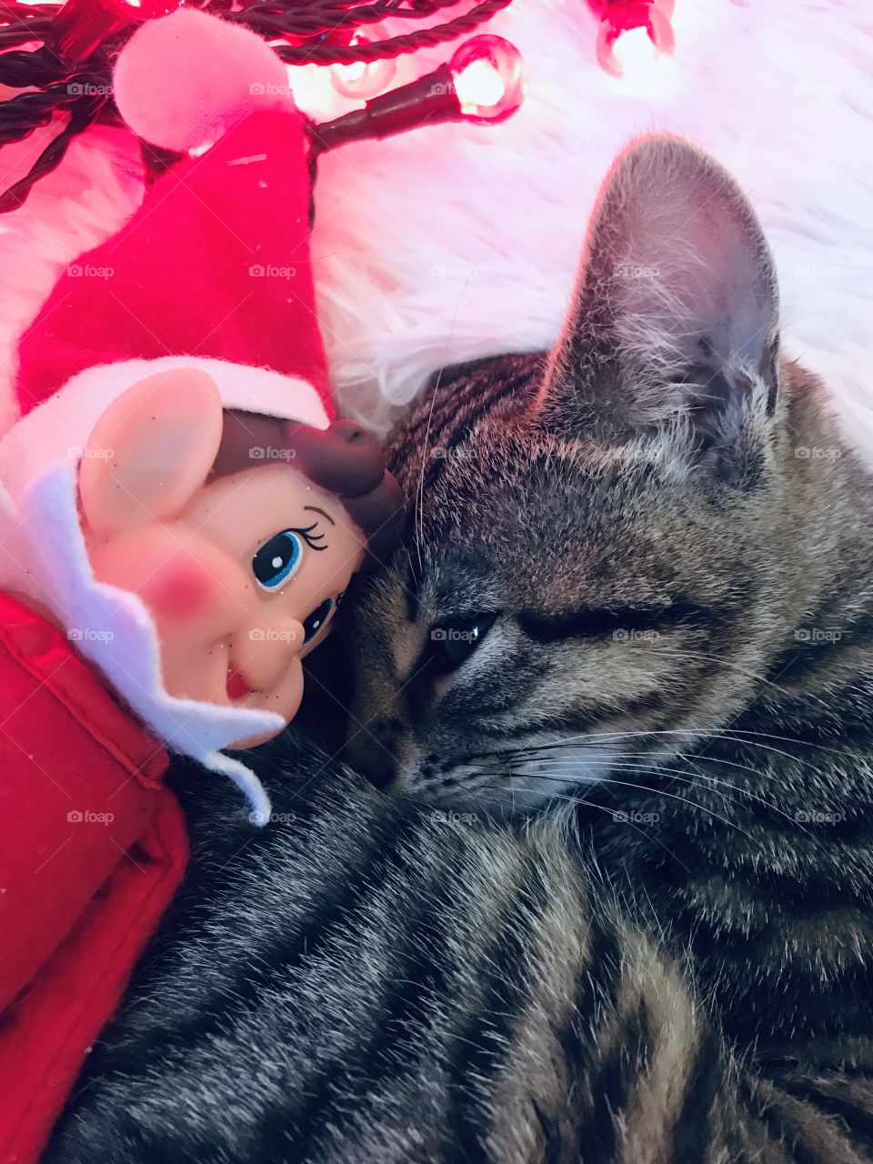 Cute kitten Christmas with elf friend 