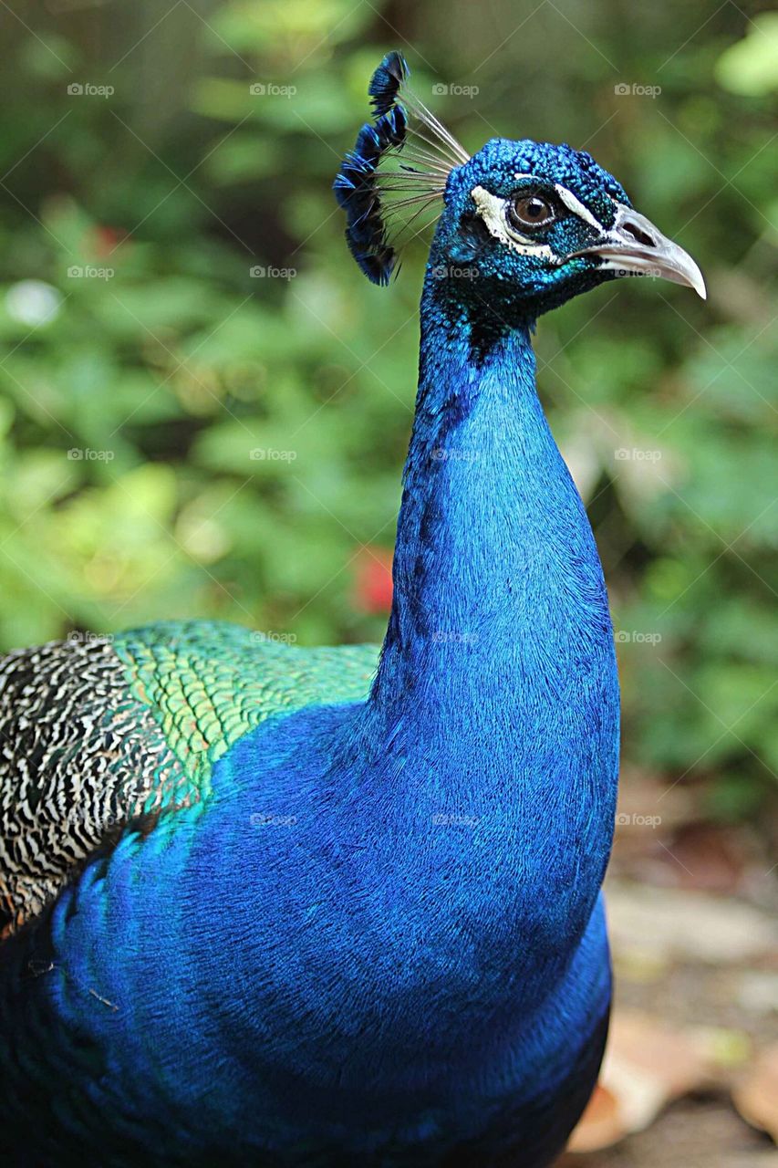 Peacock