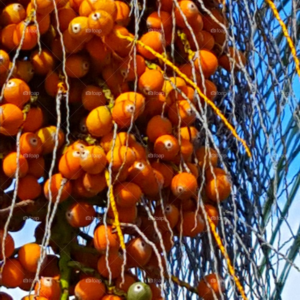 Fruit, Food, Tree, Grow, Flora