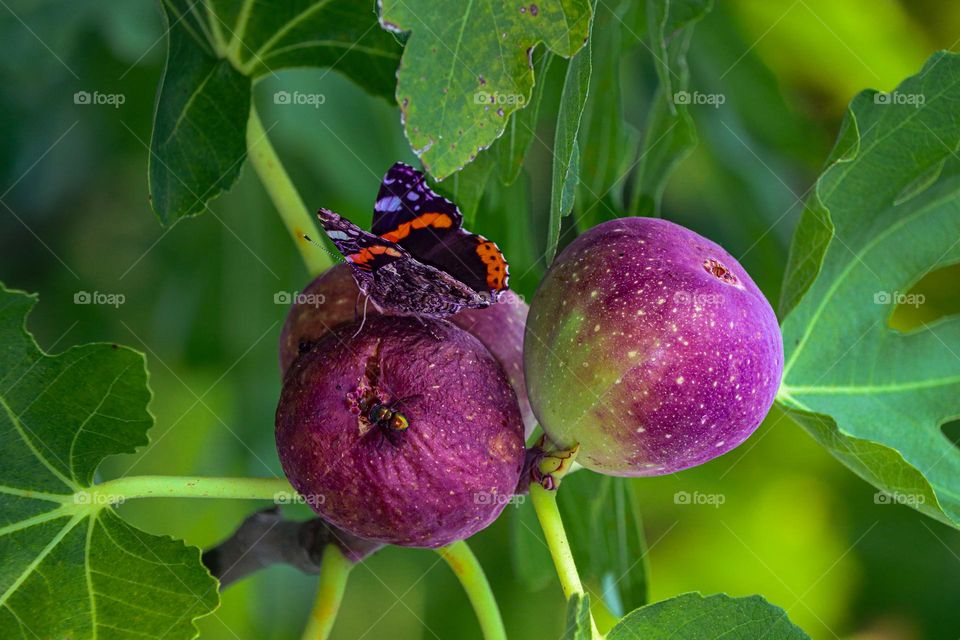 Ripening fig fruit on a fig tree in autumn